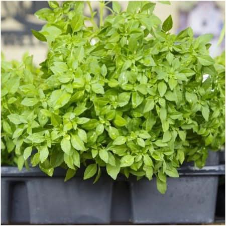 Spicy Globe Basil Seeds For Planting (Ocimum basilicum)