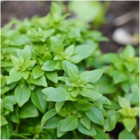 Spicy Globe Basil Seeds For Planting (Ocimum basilicum)