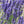 spike lavender herb seeds for planting