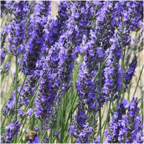 Spike Lavender Seeds For Planting (Lavandula latifolia)