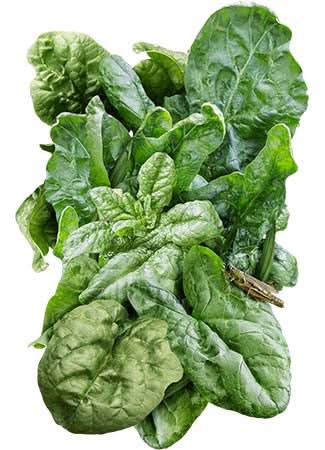 Bloomsdale Long Standing Spinach Seeds For Planting (Spinacia oleracea)