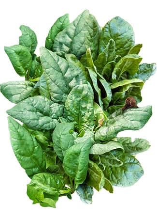 Giant Noble Spinach Seeds For Planting (Spinacia oleracea)