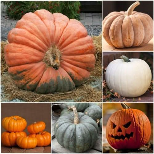 spooky mix pumpkin seeds for planting