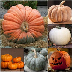 Spooky Mixture Pumpkin Seeds For Planting (Cucurbita pepo / maxima)