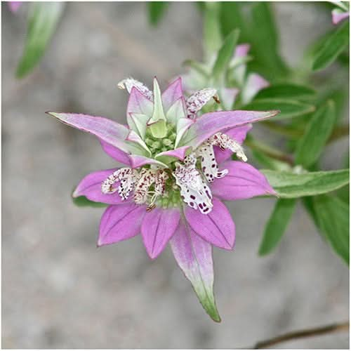 spotted bee balm horsemint seeds for planting