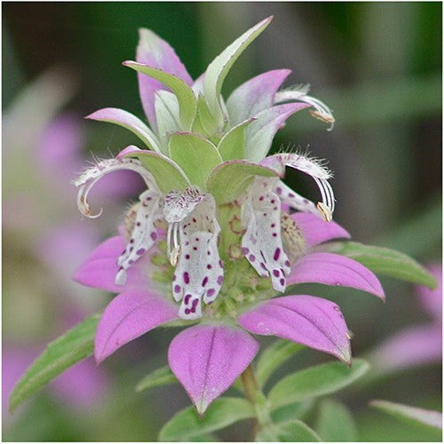 Spotted Bee Balm Seeds For Planting, Horsemint (Monarda punctata)