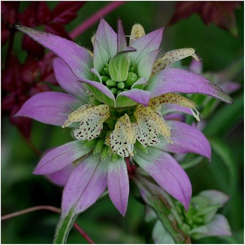 Spotted Bee Balm Seeds For Planting, Horsemint (Monarda punctata)