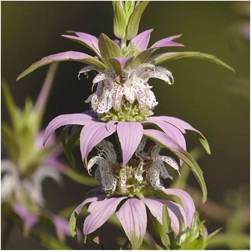 Spotted Bee Balm Seeds For Planting, Horsemint (Monarda punctata)