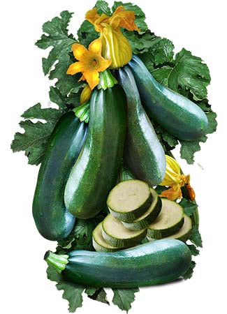 Black Beauty Zucchini, Summer Squash Seeds For Planting (Cucurbita pepo)