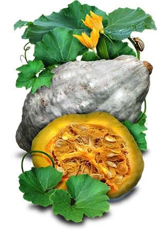 Blue Hubbard Winter Squash Seeds For Planting (Cucurbita maxima)