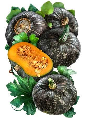 Burgess Buttercup Winter Squash Seeds For Planting (Cucurbita pepo)