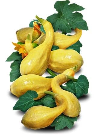 Crookneck Summer Squash Seeds For Planting (Cucurbita pepo)