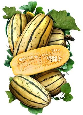 Delicata Winter Squash Seeds For Planting (Cucurbita pepo)