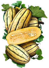 Delicata Winter Squash Seeds For Planting (Cucurbita pepo)
