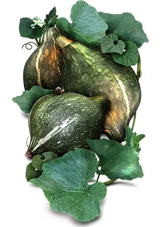 Green Hubbard Winter Squash Seeds For Planting (Cucurbita maxima)