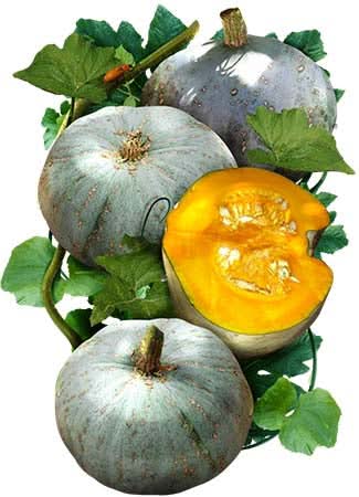 Sweet Meat Winter Squash Seeds For Planting (Cucurbita maxima)