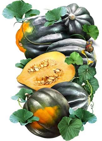 acorn squash seeds to plant Table King Acorn Winter Squash Seeds For Planting