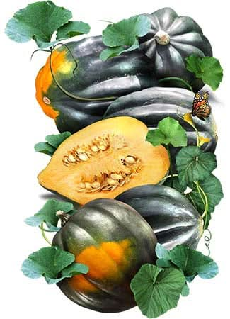 table king acorn squash seeds for planting