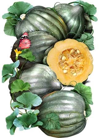 Table Queen Acorn Winter Squash Seeds For Planting (Cucurbita pepo)