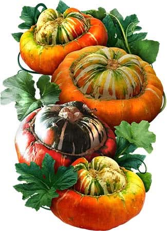 Turk's Turban Winter Squash Seeds For Planting (Cucurbita maxima)