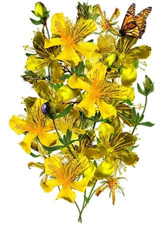 st. johns wort seeds for planting