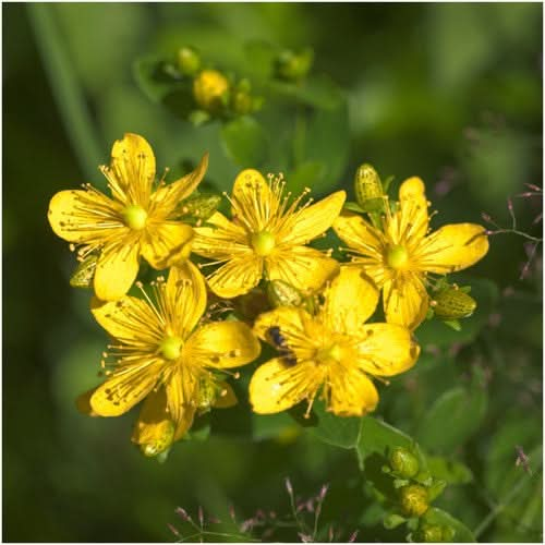 st. johns wort seeds for planting