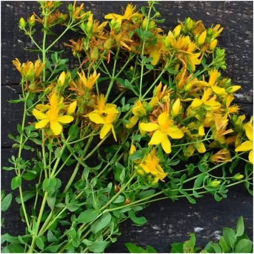 st. johns wort seeds for planting