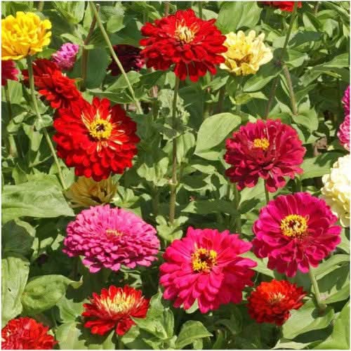State Fair Zinnia Mixture (Zinnia elegans)