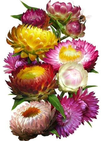 Strawflower Seed Mixture (Helichrysum bracteatum)