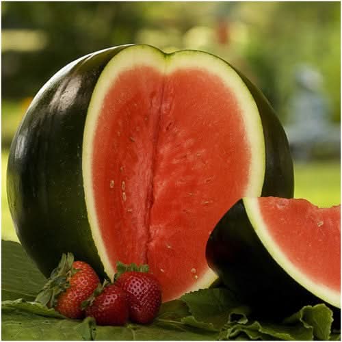 Sugar Baby Watermelon Seeds For Planting (Citrullus lanatus)