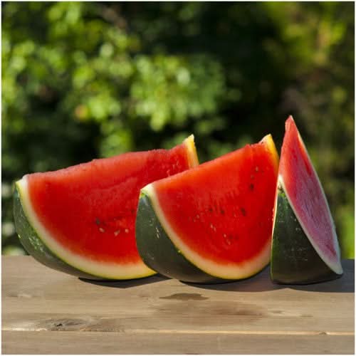 Sugar Baby Watermelon Seeds For Planting (Citrullus lanatus)