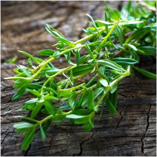 Summer Savory