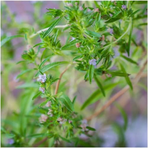 Summer Savory