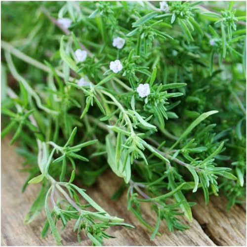 Summer Savory