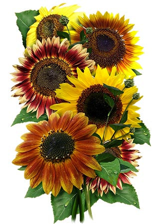 Autumn Beauty Sunflower Seedsautumn beauty sunflower seeds for planting