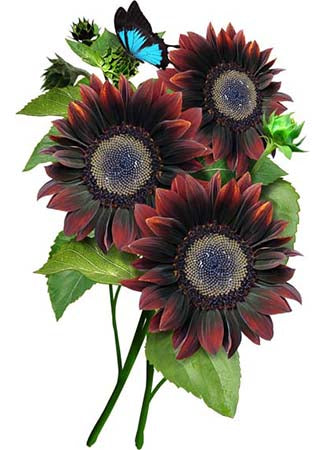 Chocolate Sunflower Seeds for planting
