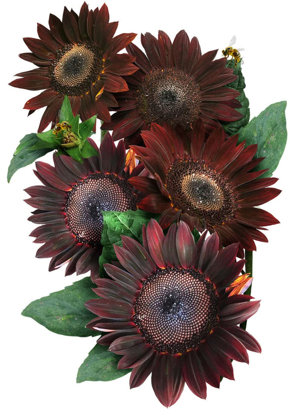 Chocolate Sunflower Seeds for planting