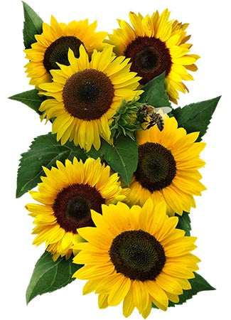 dwarf sunspot sunflower seeds for planting
