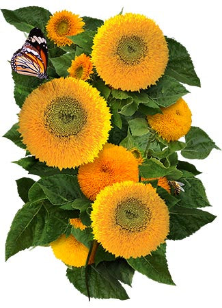 Dwarf Teddy Sunflower Seeds For Planting (Helianthus annuus)