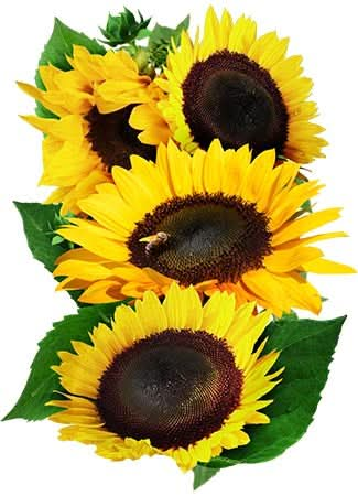 henry wilde sunflower seeds for planting