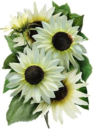 italian white sunflower seeds for planting