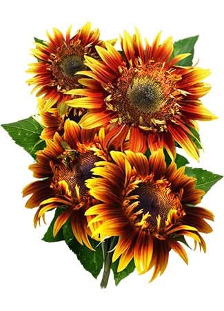 Joker Sunflower Seeds For Planting (Helianthus annuus)