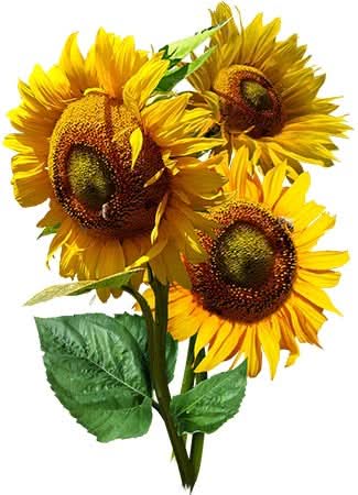 Mammoth Grey Stripe Sunflower Seeds For Planting (Helianthus annuus)