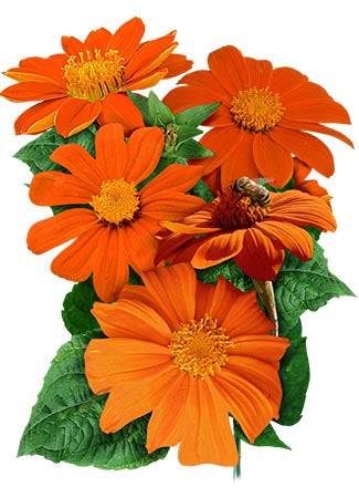 mexican sunflower seeds for planting
