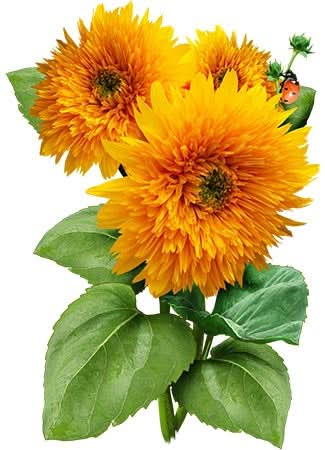 Tall Sungold Sunflower Seeds For Planting (Helianthus annuus)