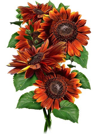 velvet queen sunflower seeds for planting