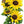 Wild Sunflower Seeds For Planting (Helianthus annuus)