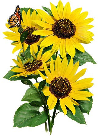 Wild Sunflower Seeds For Planting (Helianthus annuus)