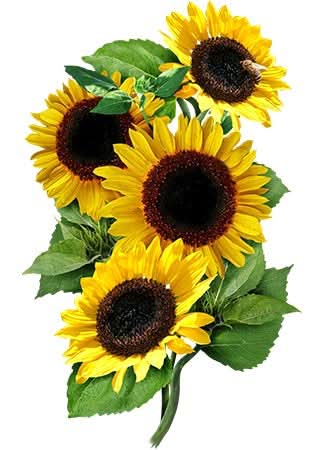 Yellow Pygmy Sunflower Seeds For Planting (Helianthus annuus)