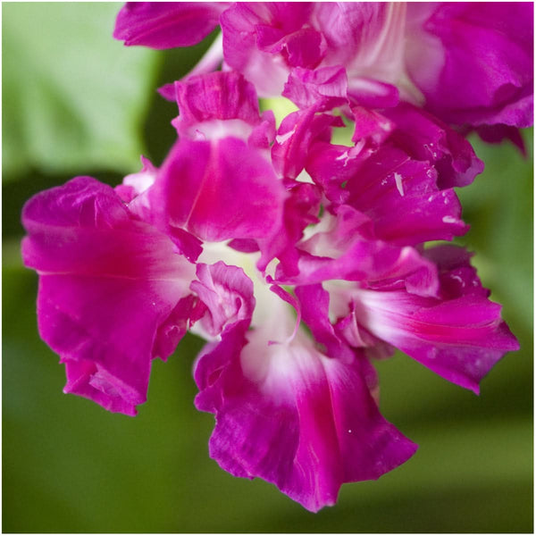 Pink Sunrise Serenade Morning Glory Seeds For Planting (Ipomoea purpurea)